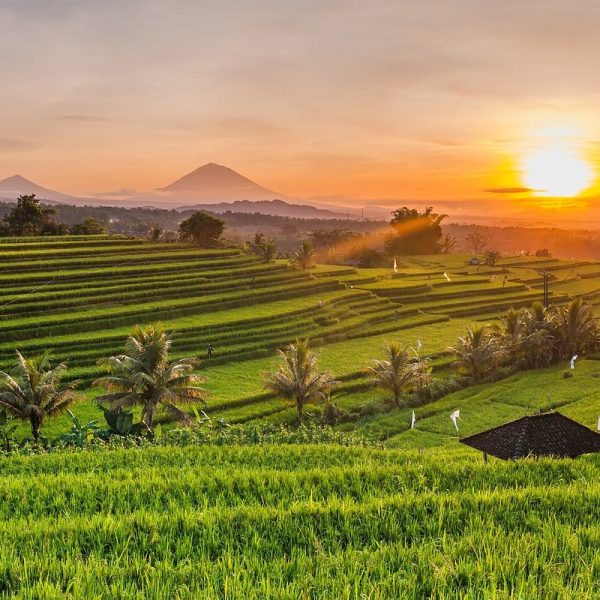 bali-s-rice-terraces